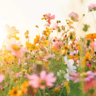 Juni 2021 - Natur, wir kommen!