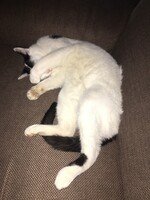 Kater Ivo!