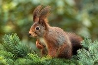 Aktionstag Eichhörnchen - fällt leider aus