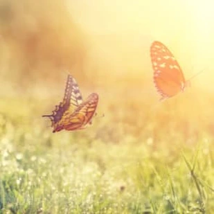 Mai 2019 - Tiere und Pflanzen entdecken